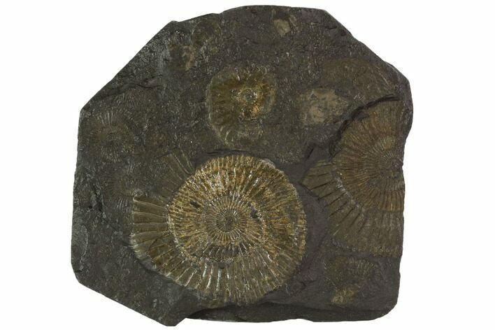Dactylioceras Ammonite Cluster - Posidonia Shale, Germany #100282